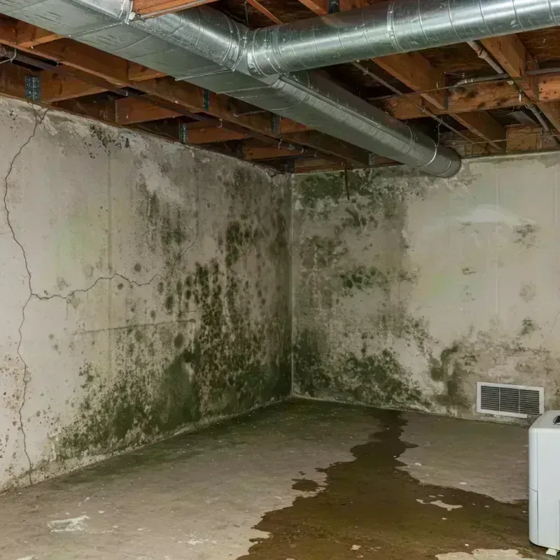 Professional Mold Removal in Hazard, KY